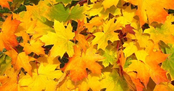 Feuilles d'automne
